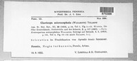 Claviceps purpurea image